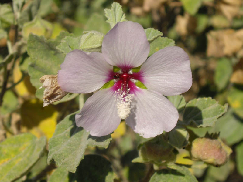 Lavatera maritima photo